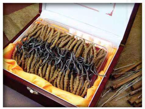 沾益冬虫夏草回收